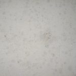 Jura Bodenplatten (beige) 40er-Bahn x 4 cm, gesägt/OF Schliff 80