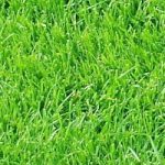 Rollrasen Sport und Spielrasen RSM 2.3 Abnahmemenge 1-1000 m²