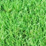 Rollrasen Sportrasen RSM 3.1 Abnahmemenge 1-1000 m²